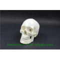 PNT-0150 3 parts classic human skull model